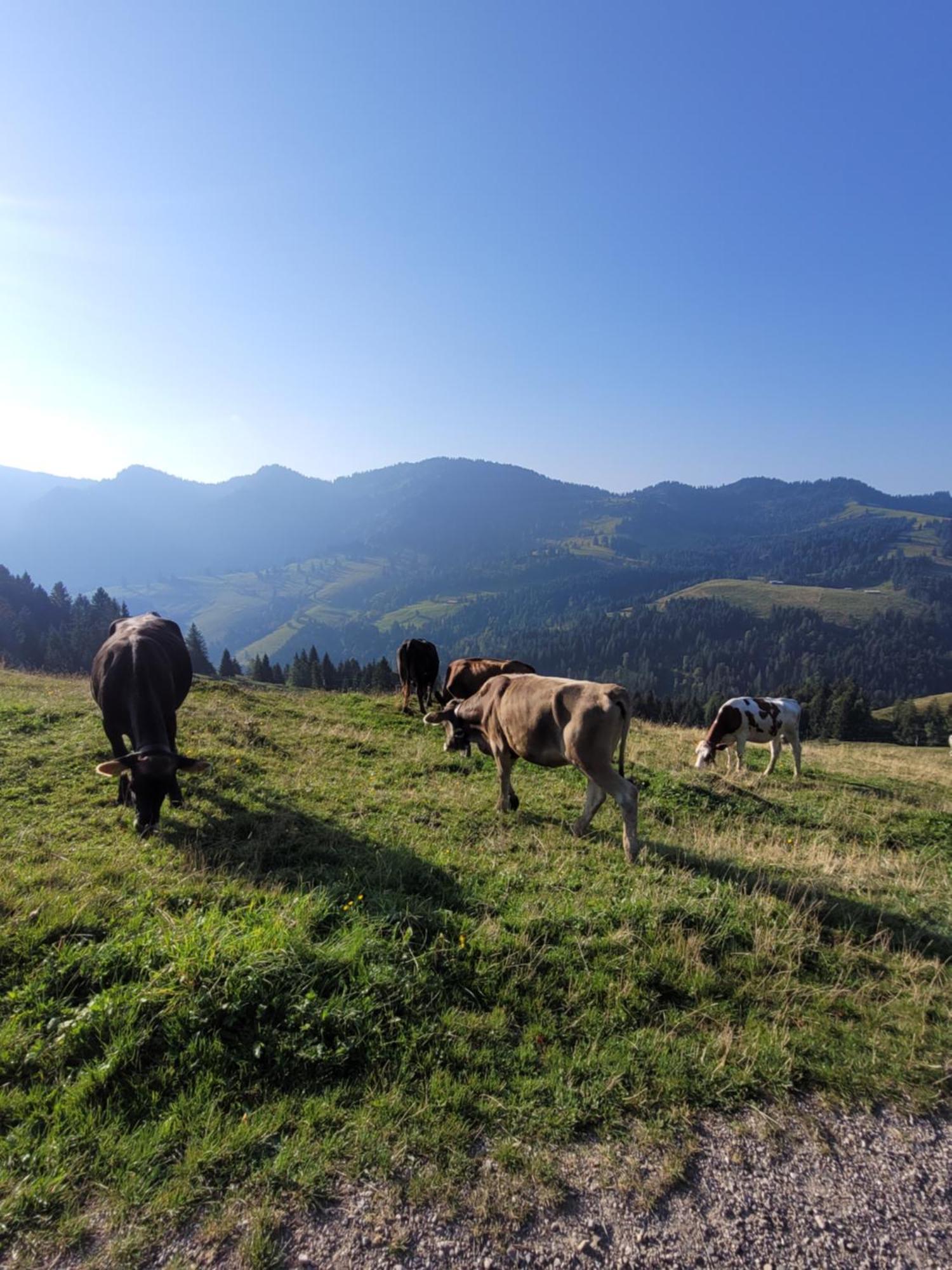 Allgaeublick Apartment Wangen im Allgäu Exterior foto